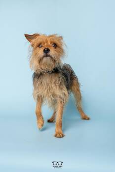 Phineas -  Yorkshire Terrier Dog for Adoption in Hoffman Estates, Illinois - Phineas | PetCurious