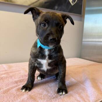 Coffee* -  Belgian Shepherd Malinois and Akita Dog for Adoption in San Gabriel, California - Coffee* | PetCurious