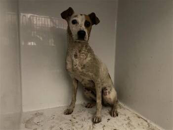 Rescue Pit Bull Terrier Dogs for Adoption in Houston, Texas - A638891 | PetCurious