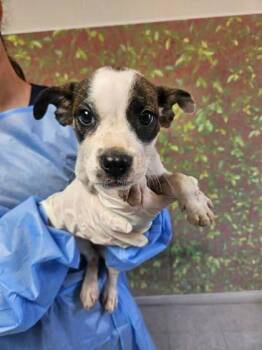 Joanna -  Terrier and Mixed Breed Dog for Adoption in San Antonio, Texas - Joanna | PetCurious