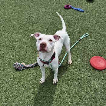 Pit Bull Terrier Dogs Available for Adoption in Cleveland, Ohio - Snowball | PetCurious