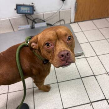 Rocko -  Mixed Breed Dog for Adoption in Charleston, West Virginia - Rocko | PetCurious