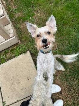 Rescue Schnauzer and Poodle Dogs for Adoption in Valparaiso, Indiana - Freddie | PetCurious