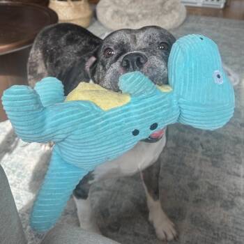 English Bulldog Dogs Available for Adoption - BonBon | PetCurious