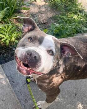 Chivey -  Mixed Breed Dog for Adoption in Cincinnati, Ohio - Chivey | PetCurious