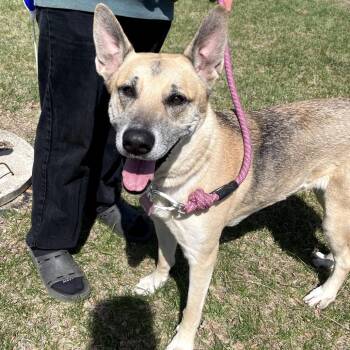 German Shepherd Dog Dogs Available for Adoption - SunnyGirl D11416 | PetCurious