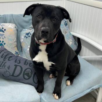 Black Labrador Retriever Dogs Available for Adoption - Chase | PetCurious