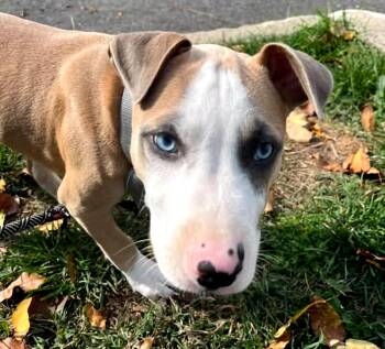 Micki -  Bull Terrier Dog for Adoption in Euclid, Ohio - Micki | PetCurious
