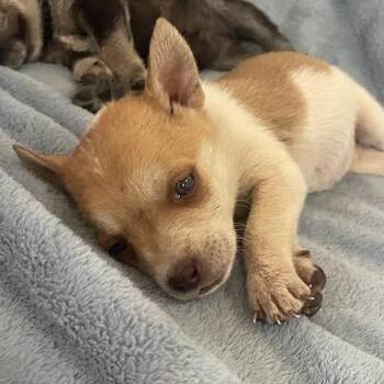 Coral -  Mixed Breed Dog for Adoption in Prescott, Arizona - Coral | PetCurious
