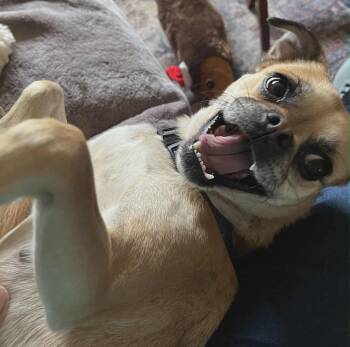 Rescue Pug Dogs for Adoption in Puyallup, Washington - Daisy #2 | PetCurious