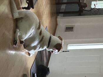 Beagle Dogs Available for Adoption - Scooter | PetCurious