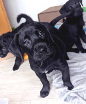 Lance Bass -  Labrador Retriever Dog for Adoption in Vancouver, Washington - Lance Bass | PetCurious