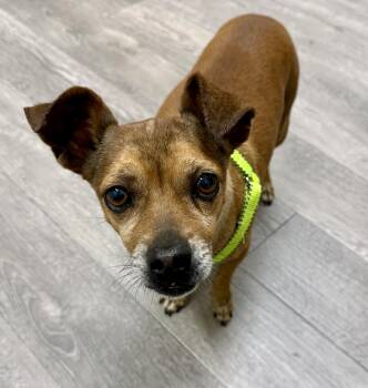 Pazookie -  Dachshund and Chihuahua Dog for Adoption in Cypress, California - Pazookie | PetCurious