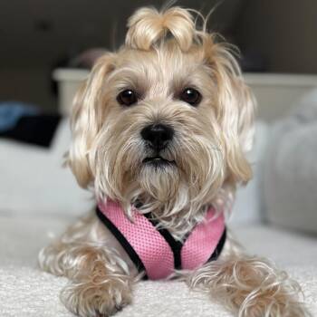 Lily -  Yorkshire Terrier and Shih Tzu Dog for Adoption in Bristol, Indiana - Lily | PetCurious