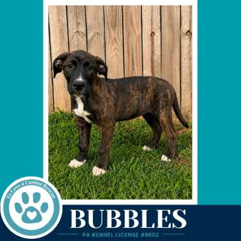 Bubbles (Boujee Babies) 082226 -  Labrador Retriever and Boxer Dog for Adoption in Kimberton, Pennsylvania - Bubbles (Boujee Babies) 082226 | PetCurious