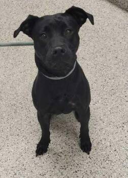 Green Bean -  Mixed Breed Dog for Adoption in Kansas City, Missouri - Green Bean | PetCurious
