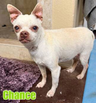 Chihuahua Dogs Available for Adoption in New London, Wisconsin - Chance | PetCurious