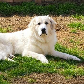 Gus (fka Lake R) -  Great Pyrenees Dog for Adoption in Roswell, Georgia - Gus (fka Lake R) | PetCurious