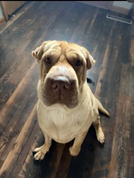 Ruby -  Shar Pei Dog for Adoption in Manhattan, Kansas - Ruby | PetCurious