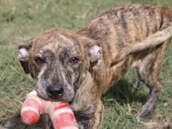 Rescue Terrier and Hound Dogs for Adoption in Calera, Alabama - Riley | PetCurious