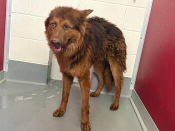 ODIN -  Chow Chow and Mixed Breed Dog for Adoption in Visalia, California - ODIN | PetCurious