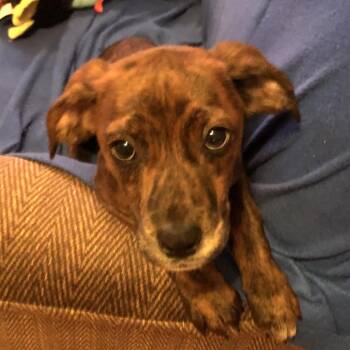 Rescue Hound and Labrador Retriever Dogs for Adoption in Locust Fork, Alabama - Tink | PetCurious