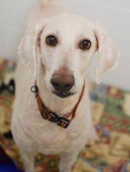 Zoya -  Labrador Retriever and Standard Poodle Dog for Adoption in Pontiac, Michigan - Zoya | PetCurious