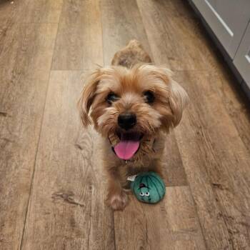 Hourglass -  Yorkshire Terrier Dog for Adoption in Fredericksburg, Virginia - Hourglass | PetCurious