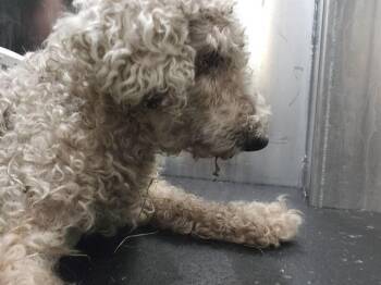LOLO -  Bichon Frise Dog for Adoption in San Antonio, Texas - LOLO | PetCurious