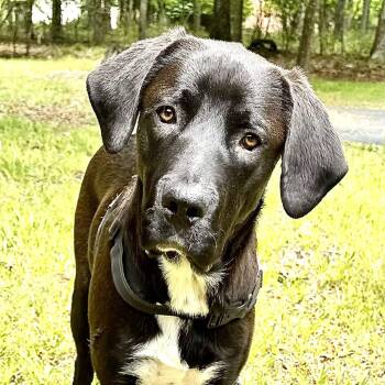 Labrador Retriever and Great Pyrenees Dogs Available for Adoption in Andover, Massachusetts - Rocky Rad | PetCurious