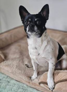 Rescue Pug and Chihuahua Dogs for Adoption in Chattanooga, Tennessee - Rio | PetCurious
