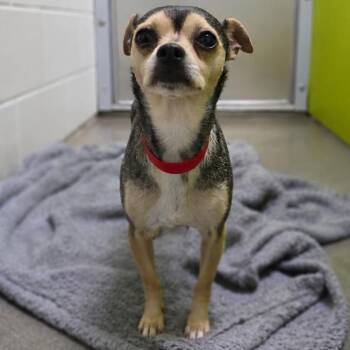 Pepa -  Chihuahua Dog for Adoption in San Jacinto, California - Pepa | PetCurious