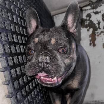 IVHS-A-143582 -  French Bulldog Dog for Adoption in San Gabriel, California - IVHS-A-143582 | PetCurious
