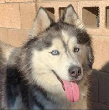 SAVE ME PLEASE ALURA - IDA554392 -  Siberian Husky Dog for Adoption in San Marcos, California - SAVE ME PLEASE ALURA - IDA554392 | PetCurious