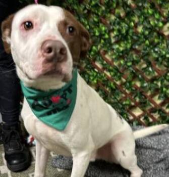 Rescue Pit Bull Terrier Dogs for Adoption in Roswell, Georgia - Buster | PetCurious