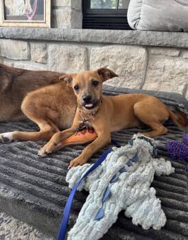 Meeka -  Terrier Dog for Adoption in Bothell, Washington - Meeka | PetCurious