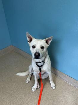 Mixed Breed Dogs Available for Adoption in Newton, North Carolina - JONNIE | PetCurious