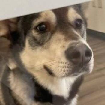 YORK-Stray-16525 -  Mixed Breed and Husky Dog for Adoption in York, Pennsylvania - YORK-Stray-16525 | PetCurious