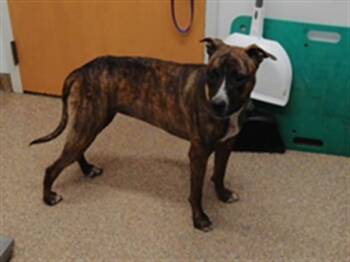 GUMBO -  Pit Bull Terrier and Mixed Breed Dog for Adoption in Albuquerque, New Mexico - GUMBO | PetCurious