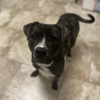 Mixed Breed Dogs Available for Adoption - Bailey | PetCurious