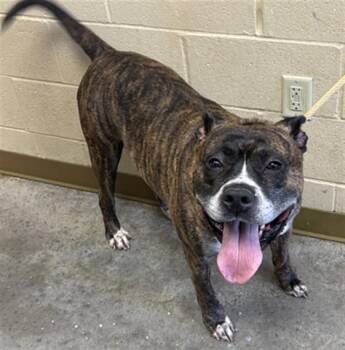 Staffordshire Bull Terrier and Boxer Dogs Available for Adoption in Texas City, Texas - PUDDLES | PetCurious