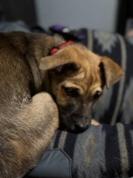 Shepherd Dogs Available for Adoption in Lafayette, Colorado - Shadow | PetCurious
