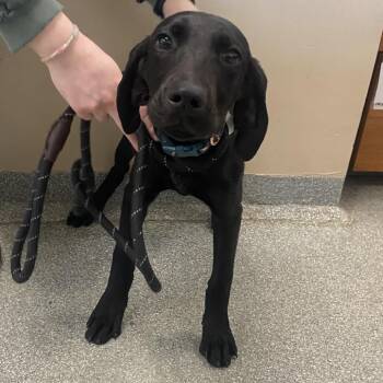 Hound Dogs Available for Adoption - Katie | PetCurious