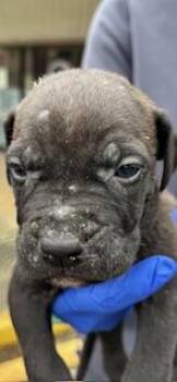 Terrier and Mixed Breed Dogs Available for Adoption - Chili | PetCurious