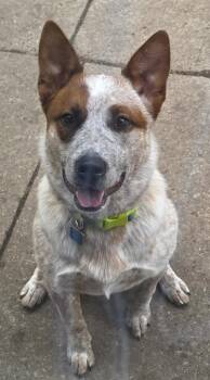 Australian Cattle Dog Blue Heeler Dogs Available for Adoption in Momence, Illinois - Martin | PetCurious