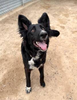 Shepherd Dogs Available for Adoption in Severance, Colorado - Hope | PetCurious