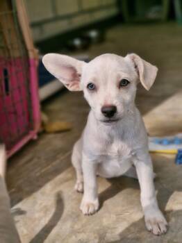 Chihuahua and Labrador Retriever Dogs Available for Adoption in Calgary, Alberta - Ivy | PetCurious