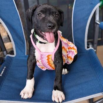 Peachy Keen -  Labrador Retriever Dog for Adoption in Helena, Alabama - Peachy Keen | PetCurious