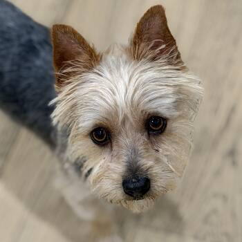 Mr. Lovely Kye -  Yorkshire Terrier Dog for Adoption in Ridgefield, Washington - Mr. Lovely Kye | PetCurious