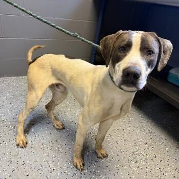Pit Bull Terrier and Mixed Breed Dogs Available for Adoption in Tuscaloosa, Alabama - TUSC-Stray-84530_2 | PetCurious